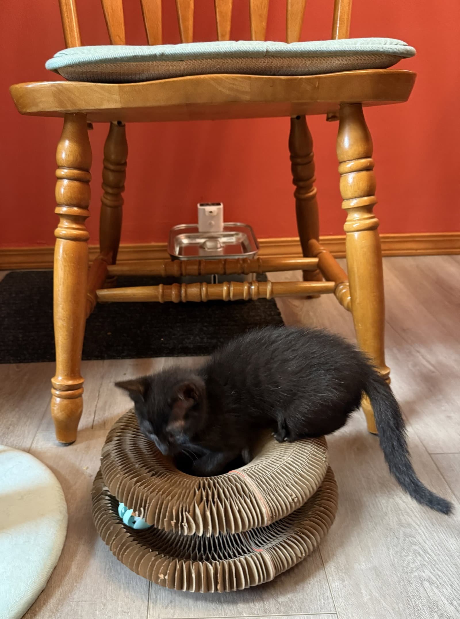 Astro - Bonded With Star - Domestic Short Hair