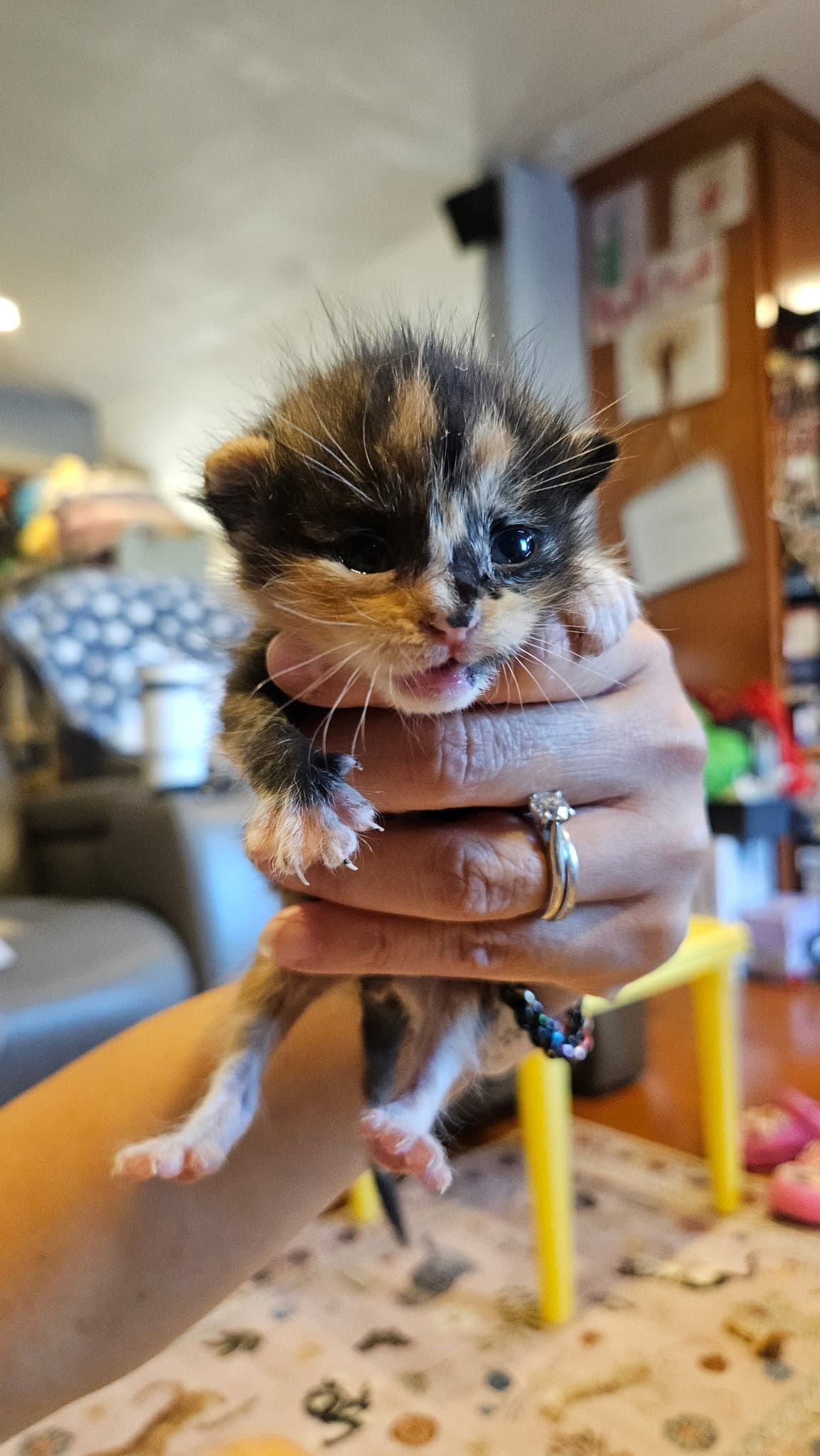 Sadie - Domestic Short Hair