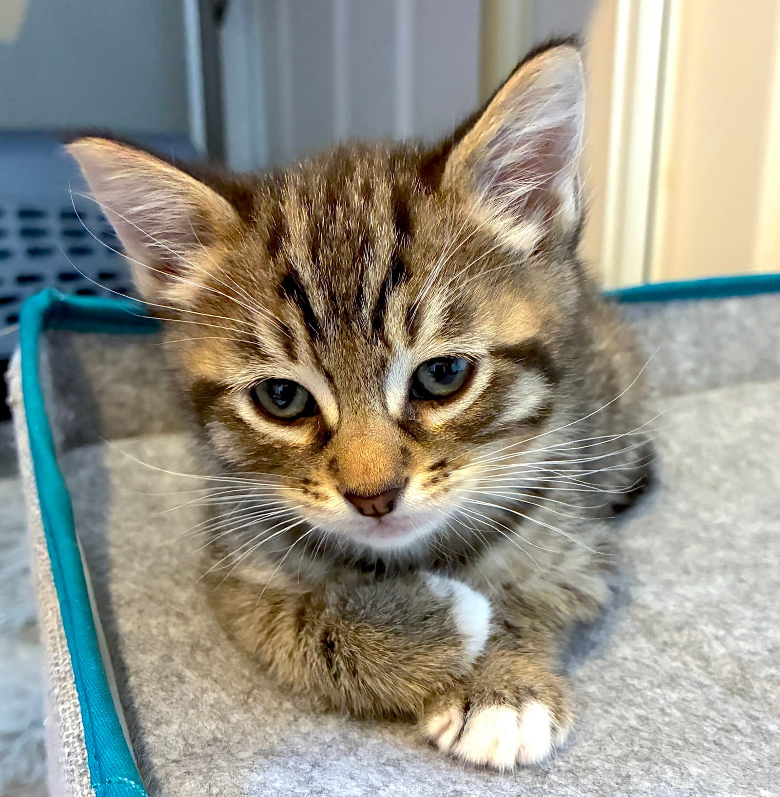 Kahlua - Domestic Short Hair