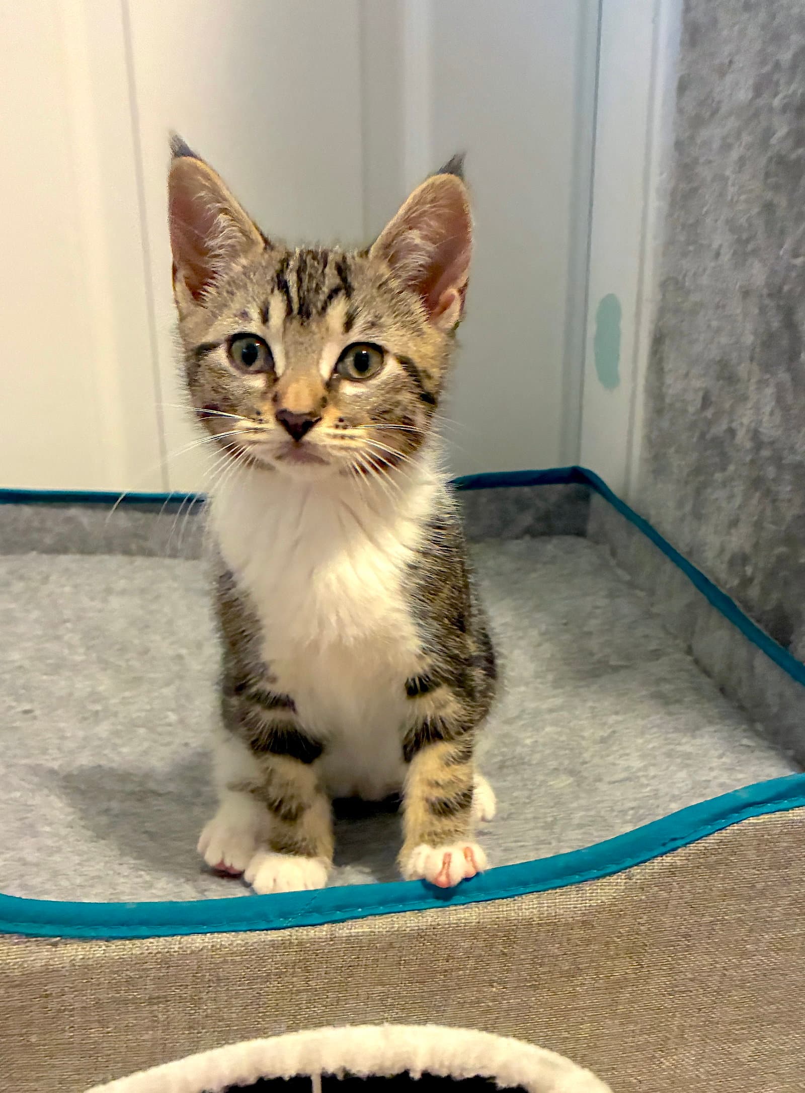 Margarita - Bonded With Amaretto - Domestic Short Hair