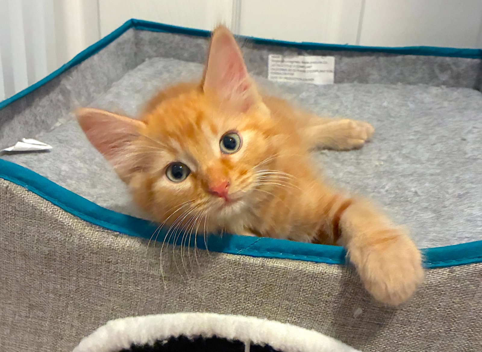 Amaretto - Bonded With Margarita - Domestic Short Hair