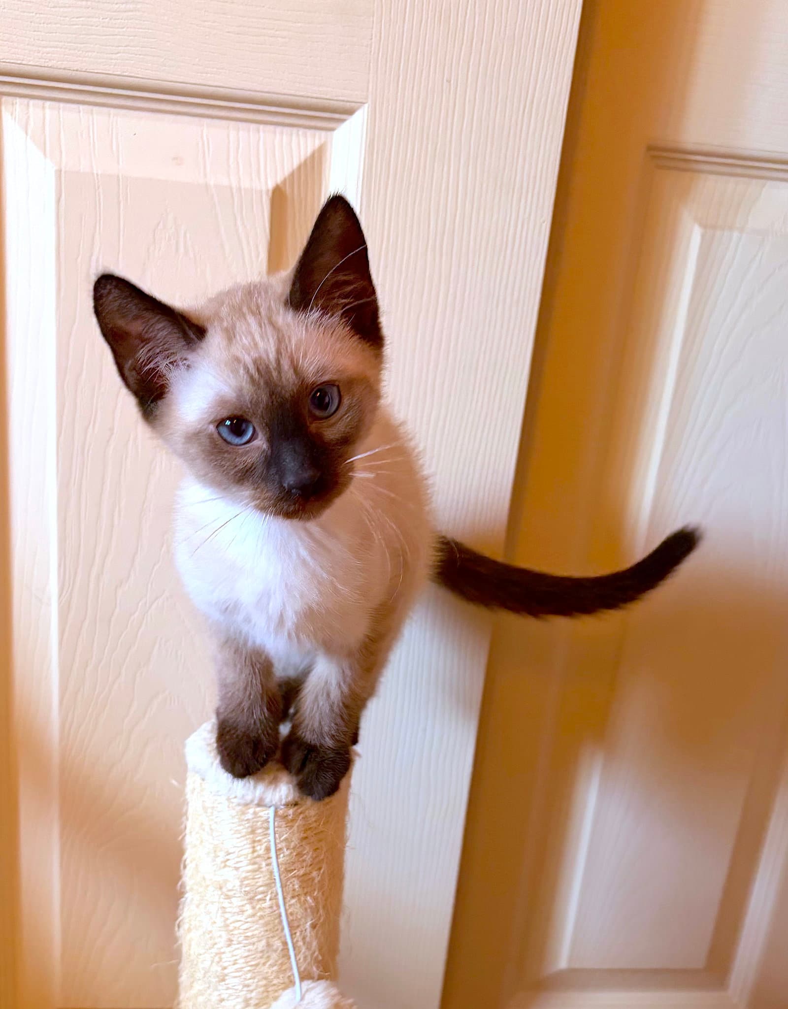 Bear - Bonded With Affie - Domestic Medium Hair
