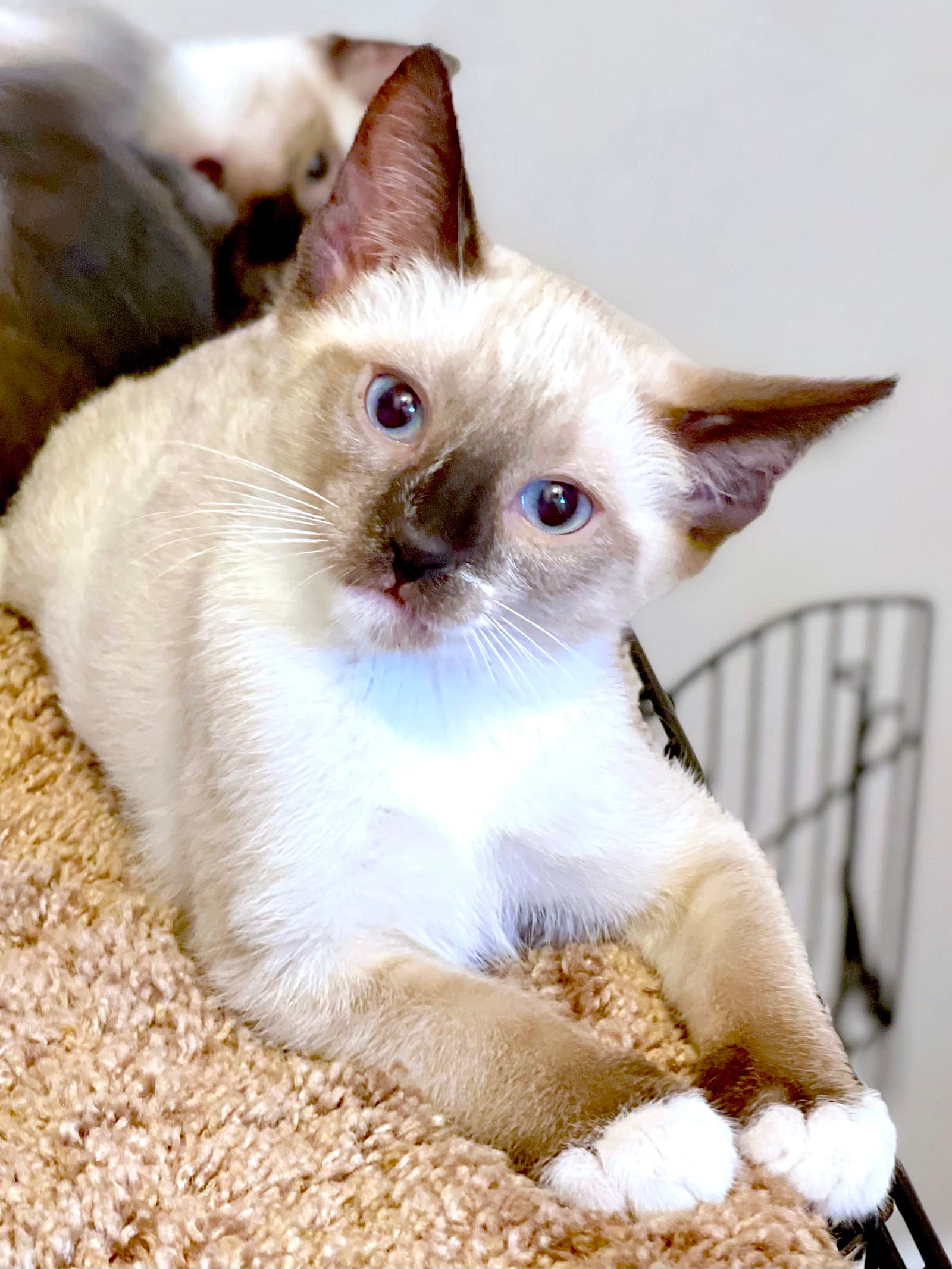Patch - Bonded With Lucky - Domestic Short Hair