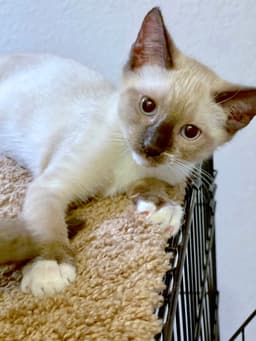Patch - Bonded With Lucky image 3