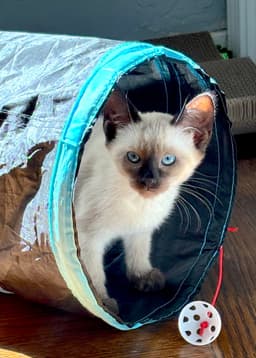 Nina - Bonded With Kona image 1