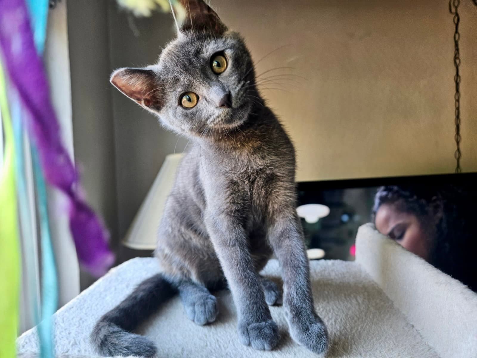 Giligan - Bonded With Mikey - Domestic Short Hair