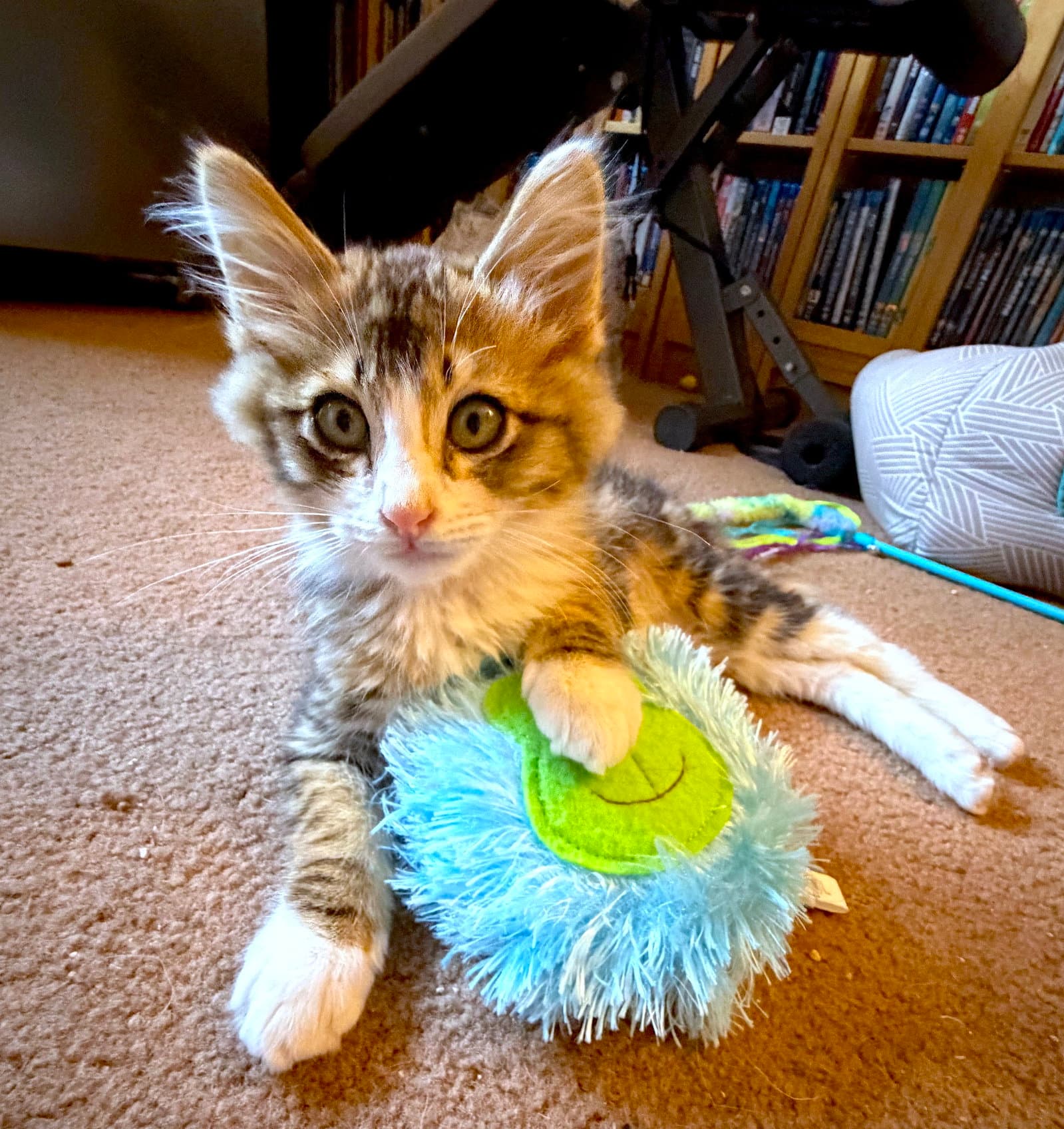 Hana - Bonded With Tiger - Domestic Medium Hair