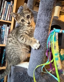 Tiger - Bonded With Hana image 1