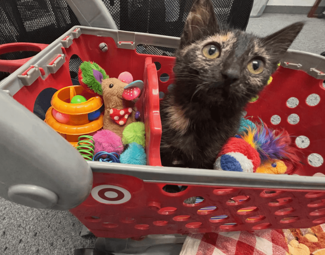 Tory - Domestic Short Hair