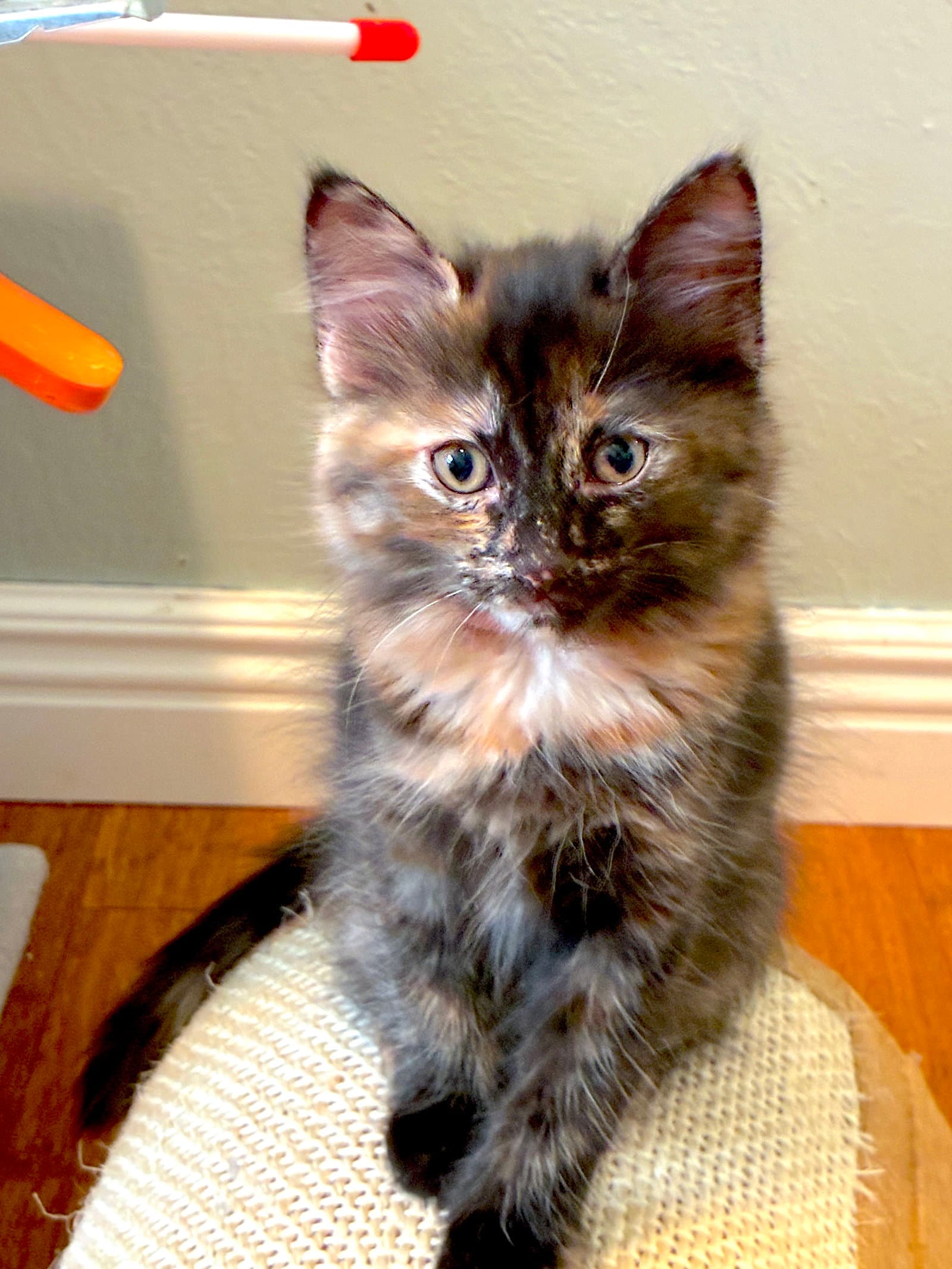 Amber - Bonded With Honey Bee - Domestic Medium Hair