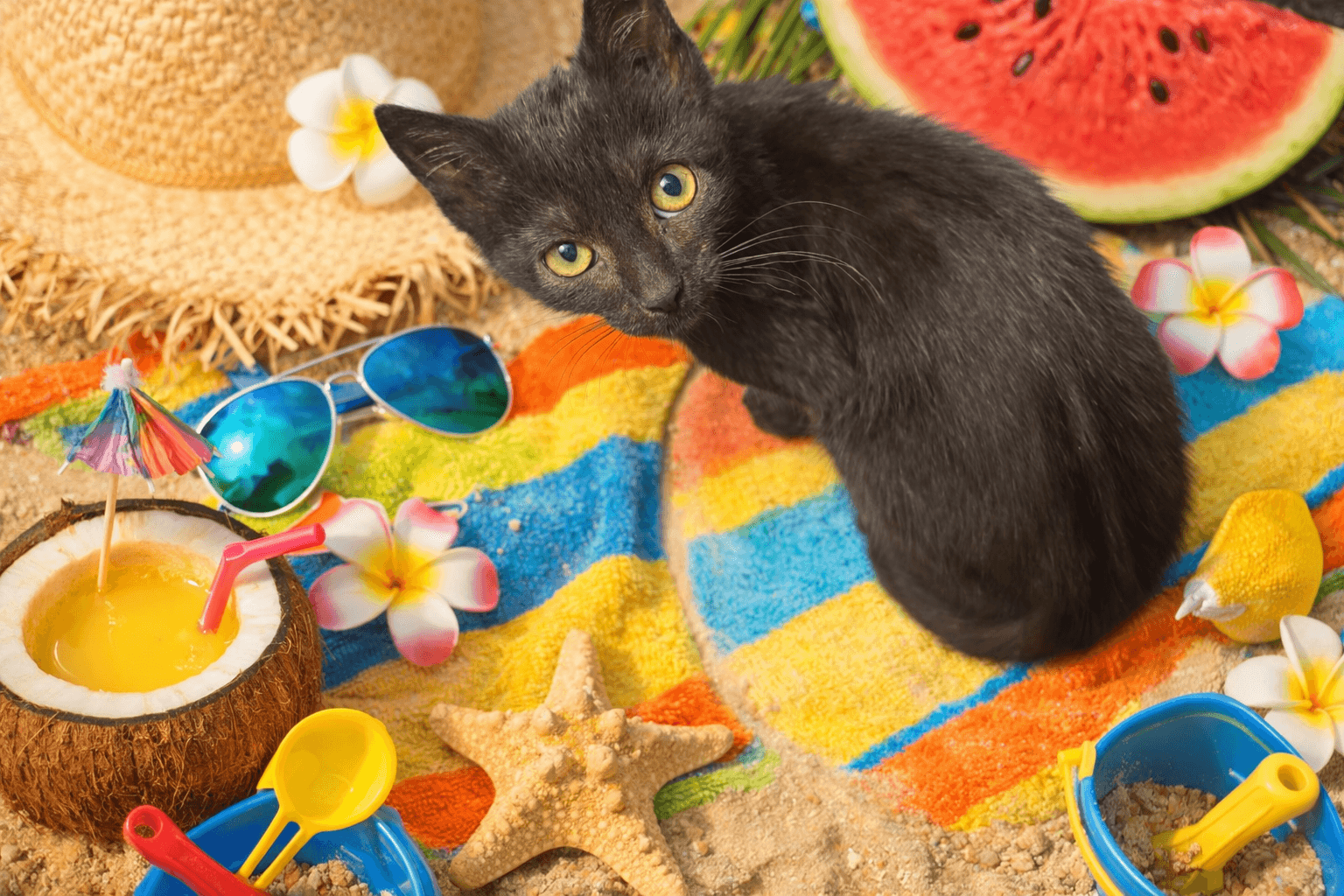 Kona - Domestic Short Hair