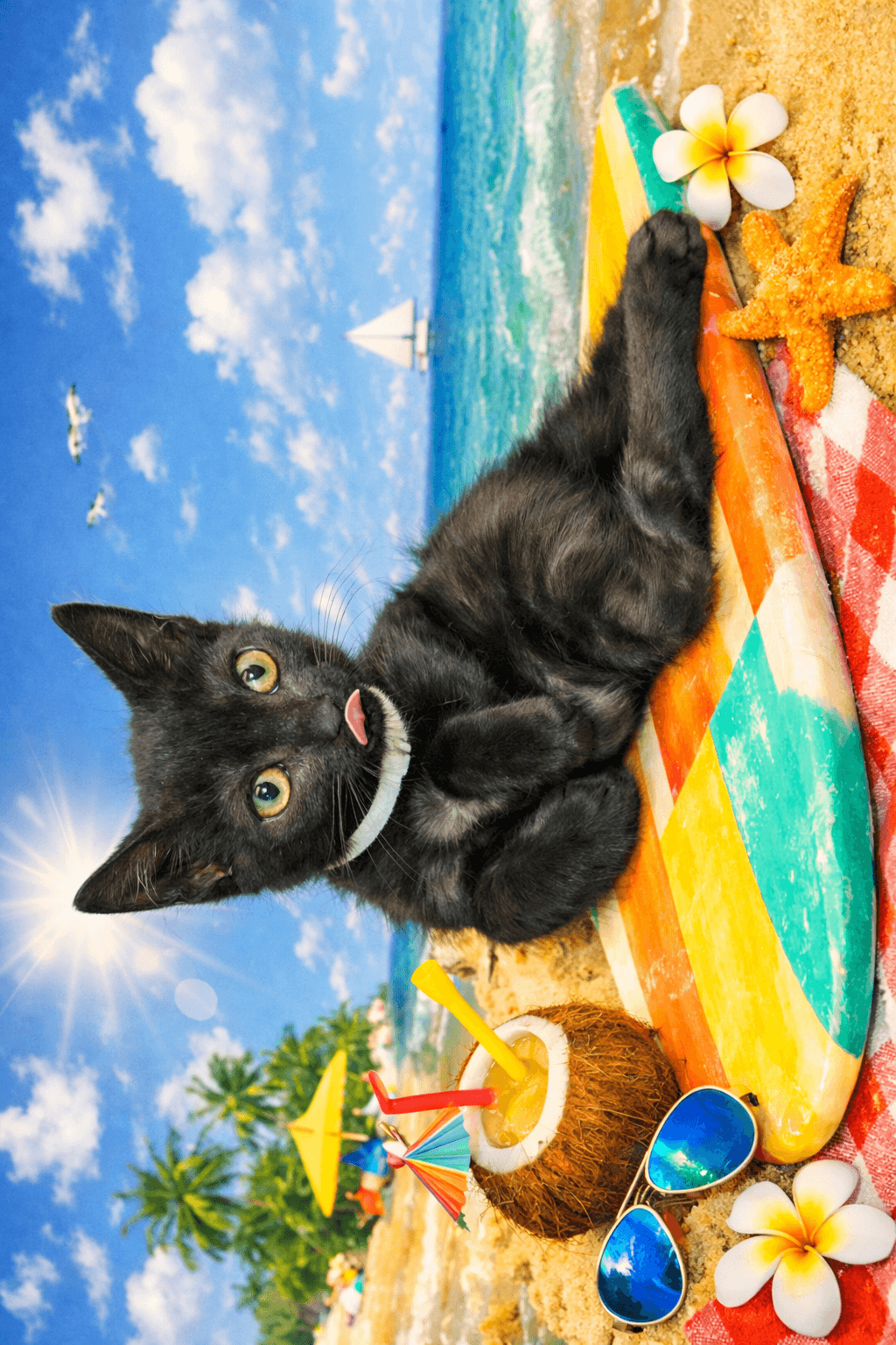 Affie - Domestic Short Hair