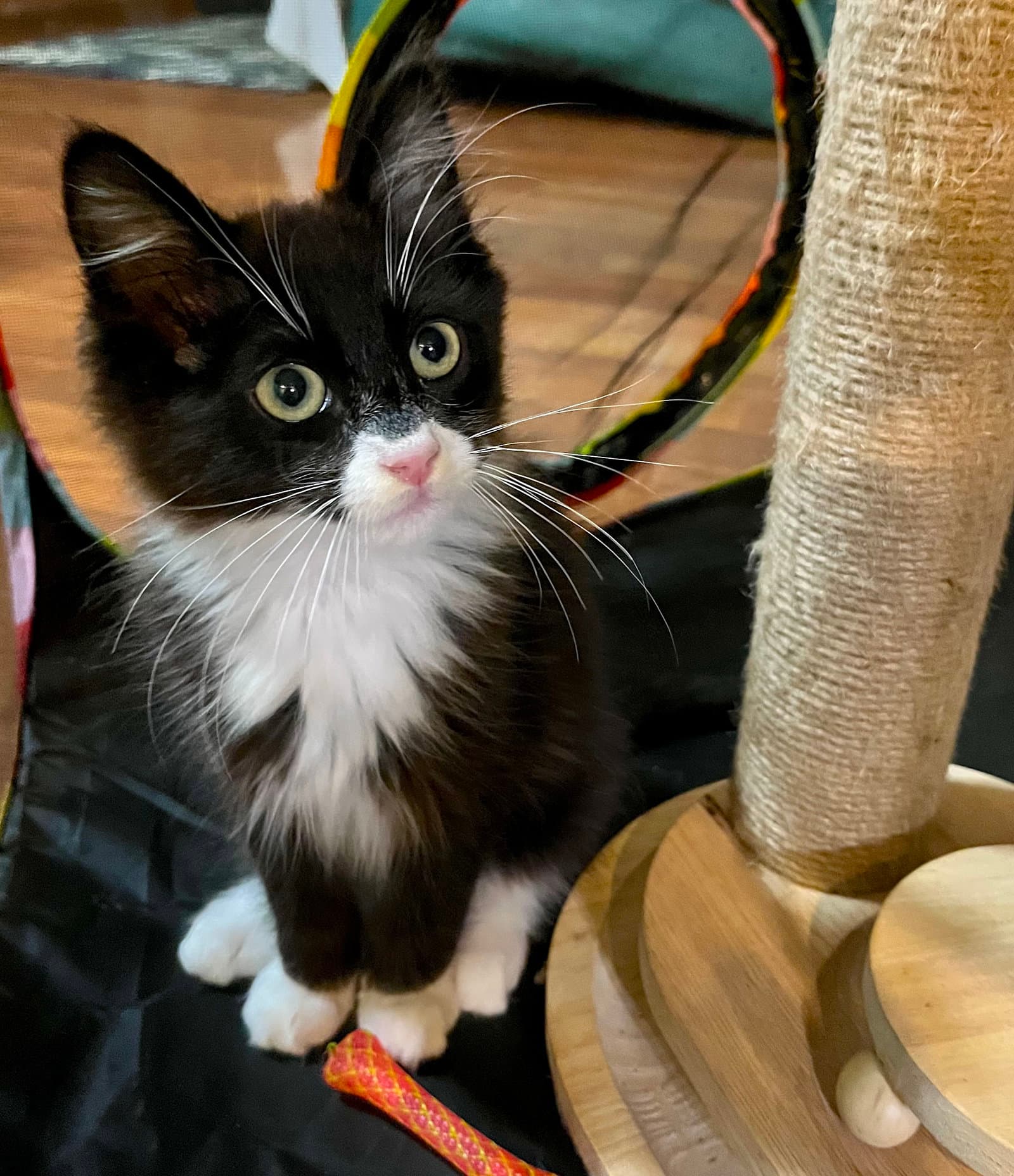 Han Solo - Bonded With Chewbacca - Domestic Medium Hair