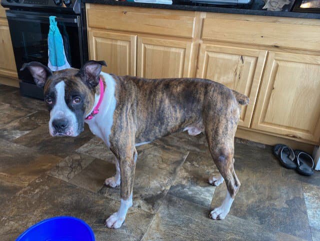 Drax - Boxer