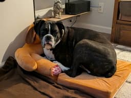 Cody Foster-To-Adopt Home image 2
