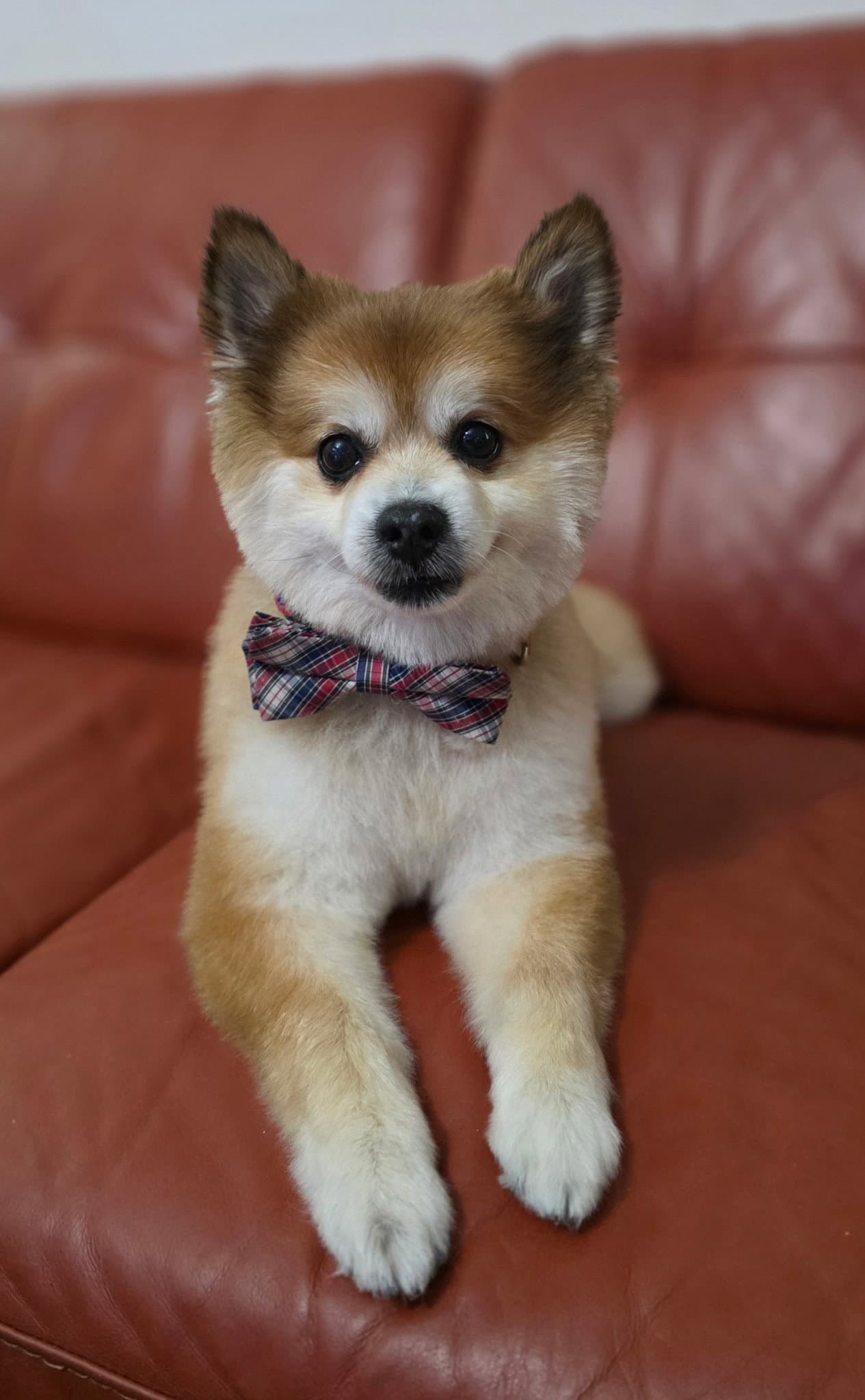 Scooter Adopted - Pomeranian