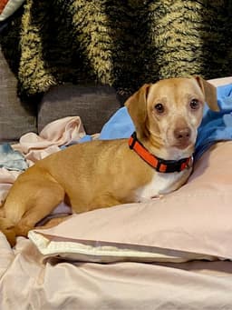 Louie image 1