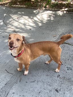 Louie image 2