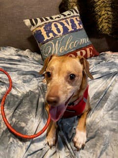 Louie image 3