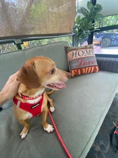 Louie image 4