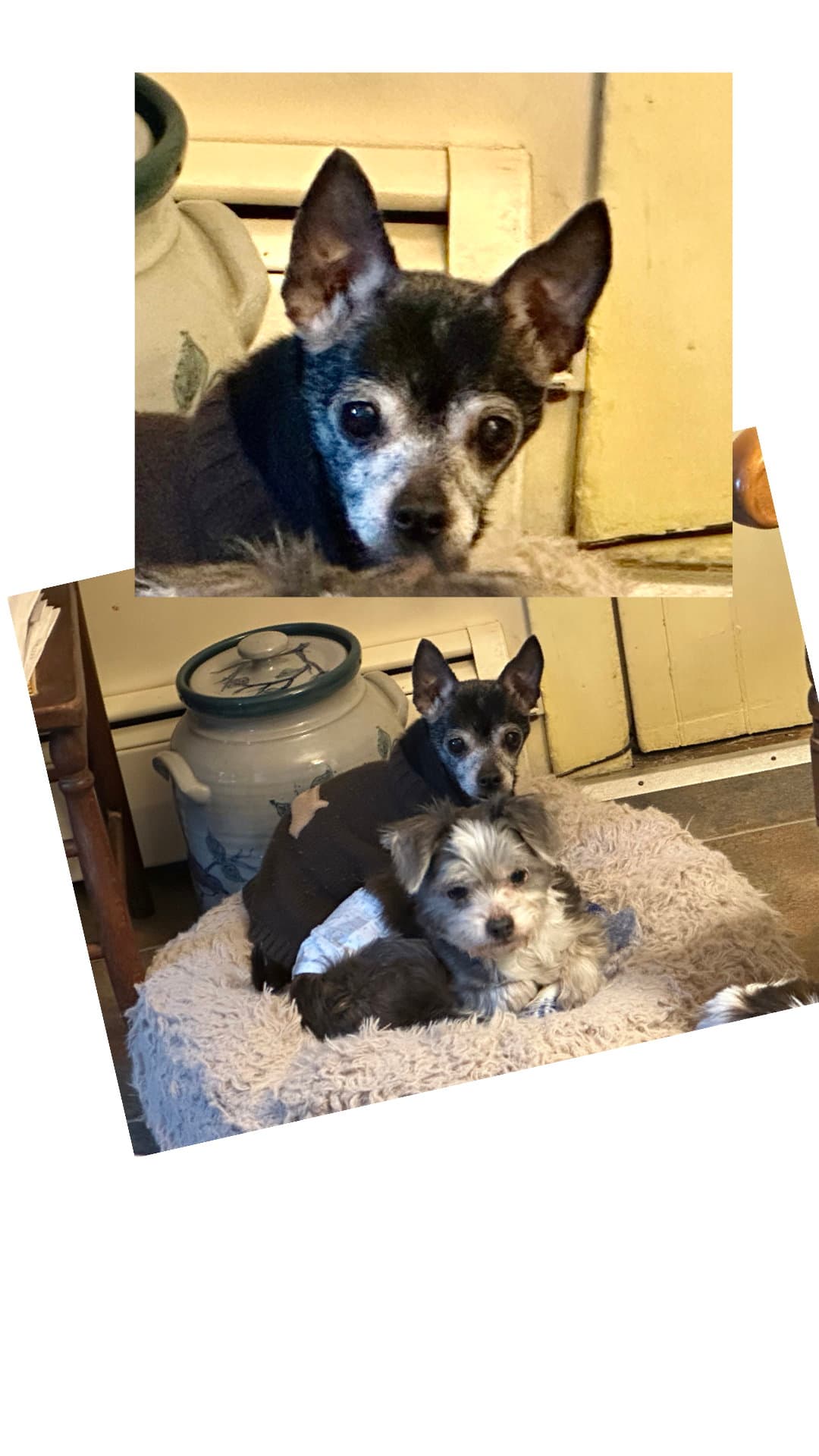 Libby - Chihuahua