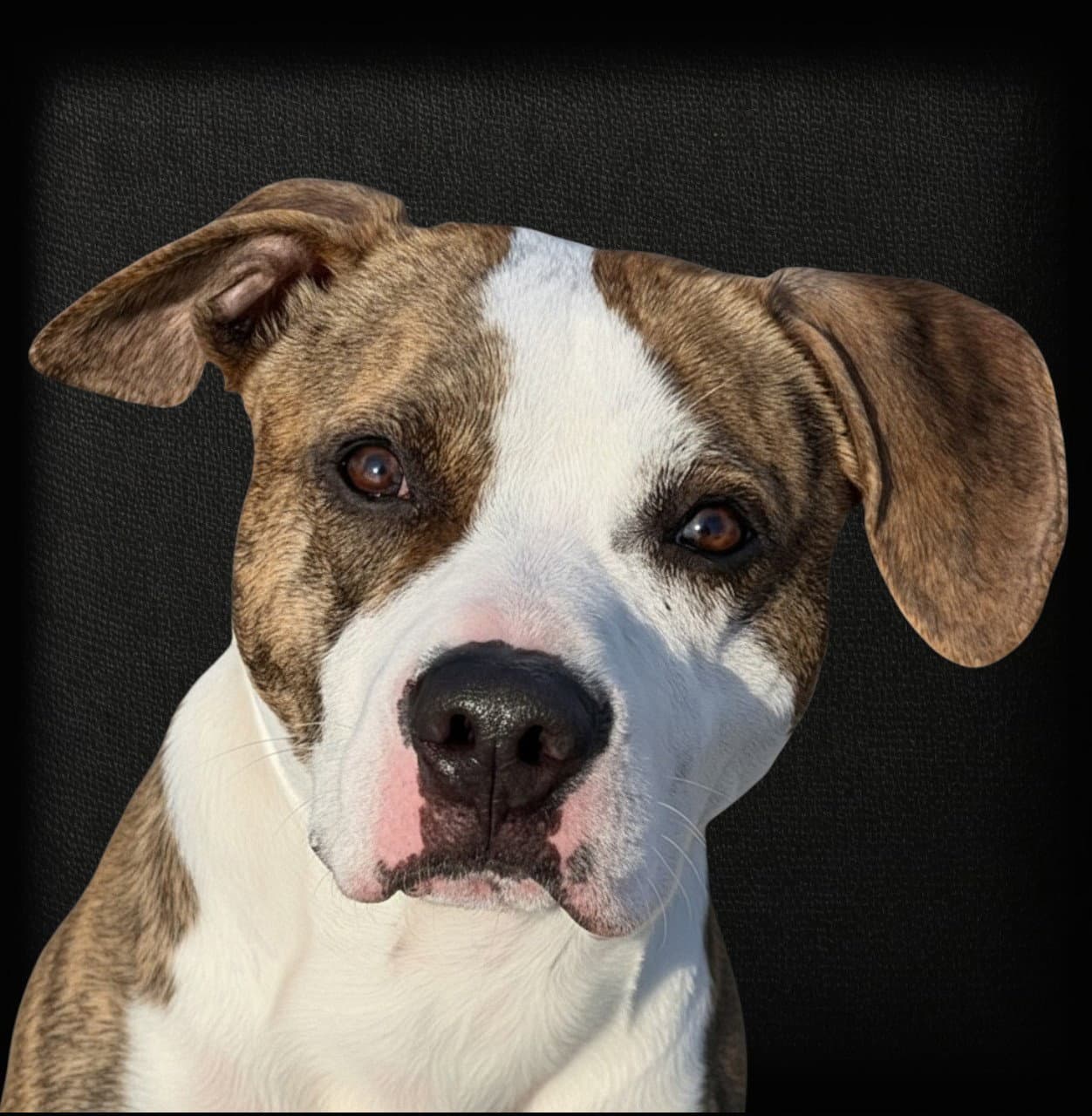 Rocky Road - Pit Bull Terrier