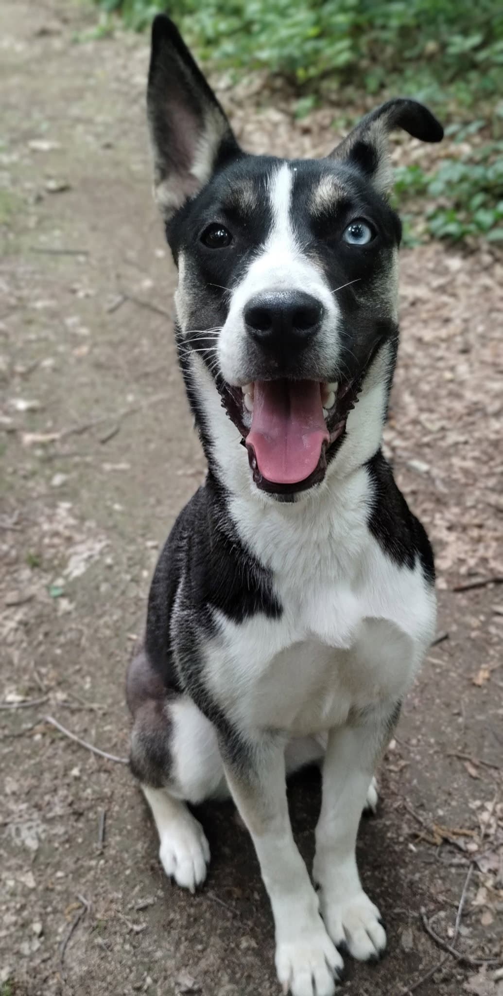 Bailey May - Pit Bull Terrier