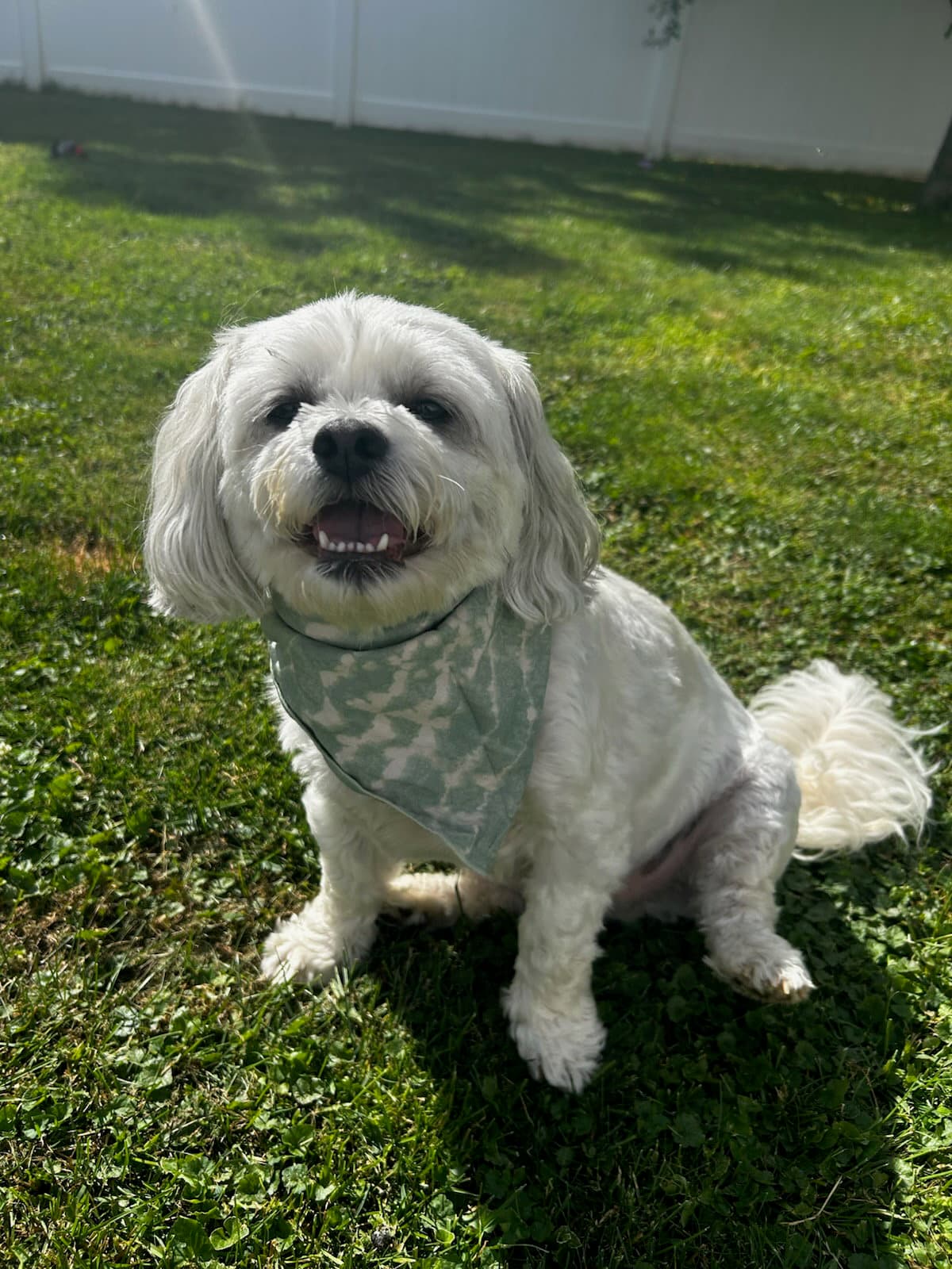 Oliver James - Maltese