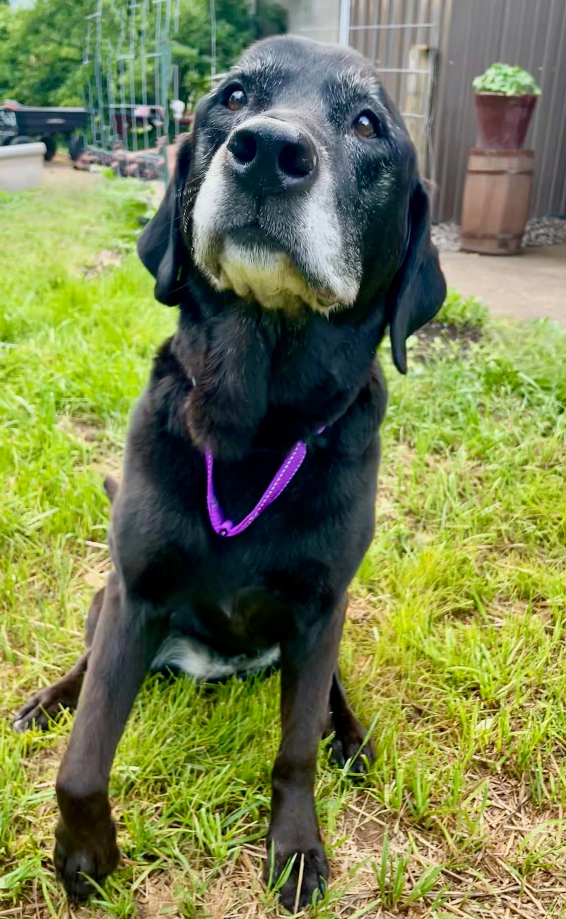 Daisy Ann - Black Labrador Retriever