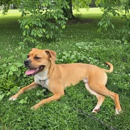 Bo Boxer image 1