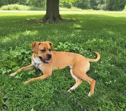 Bo Boxer image 3