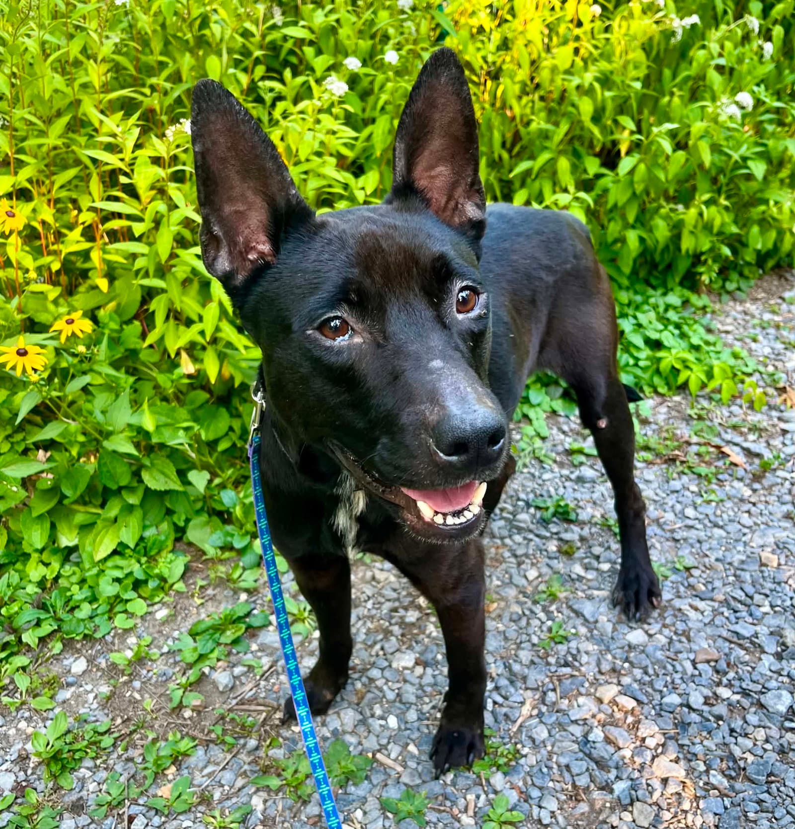 Porter - Labrador Retriever