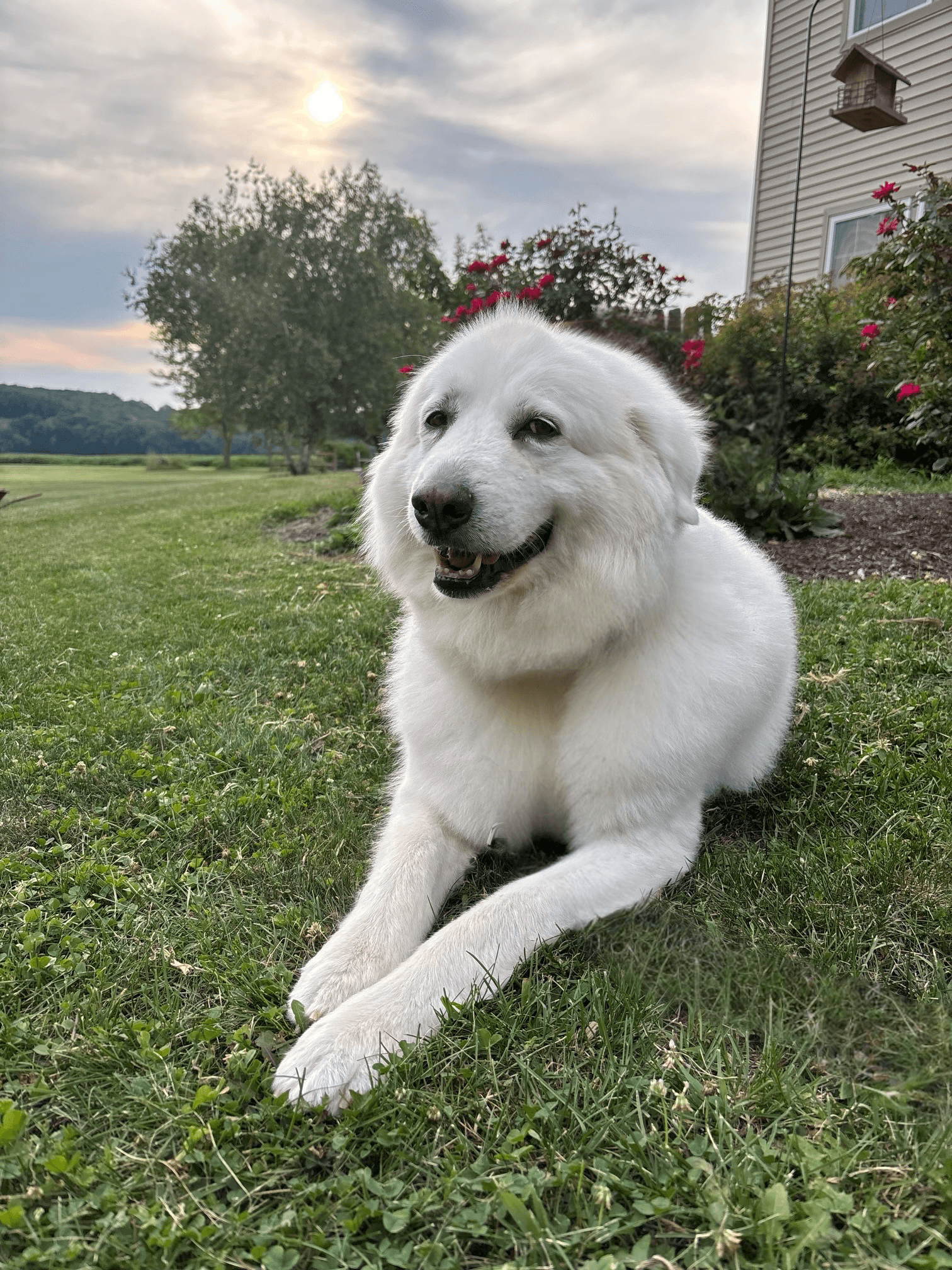 Sugar Honey - Great Pyrenees