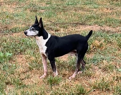 Screech - Terrier