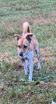 Lucie image 2
