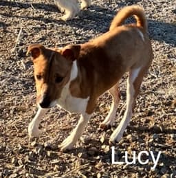 Lucie image 3