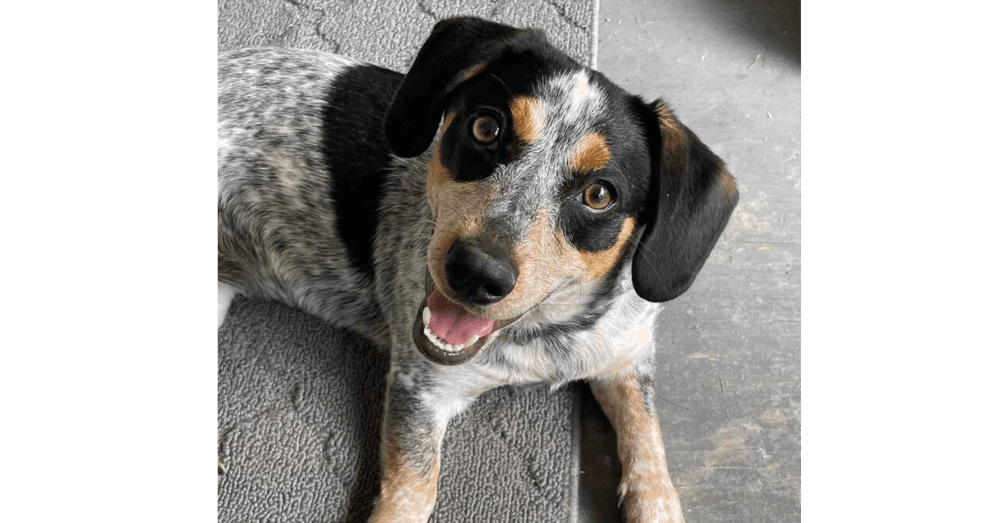 Stella - Beagle