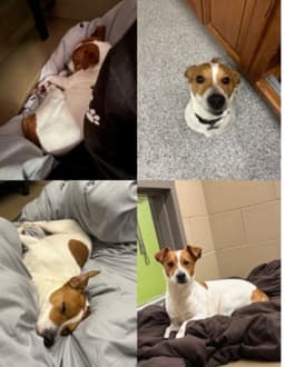 Gus image 2