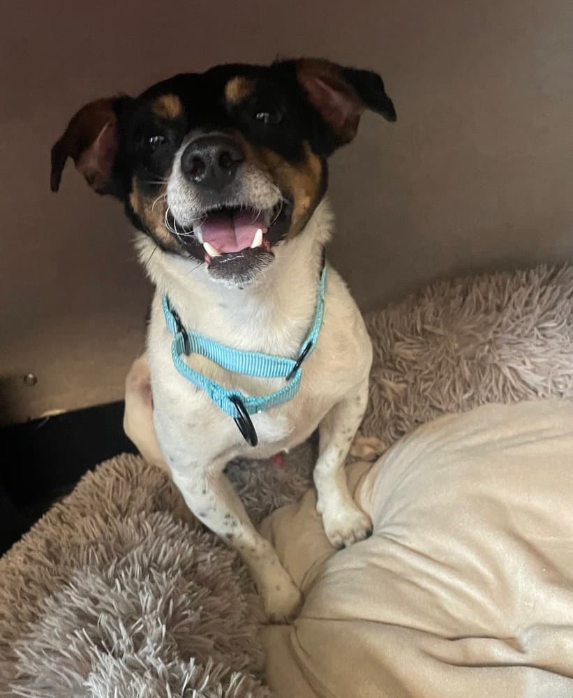 Autumn Aka Autumnwood - Rat Terrier