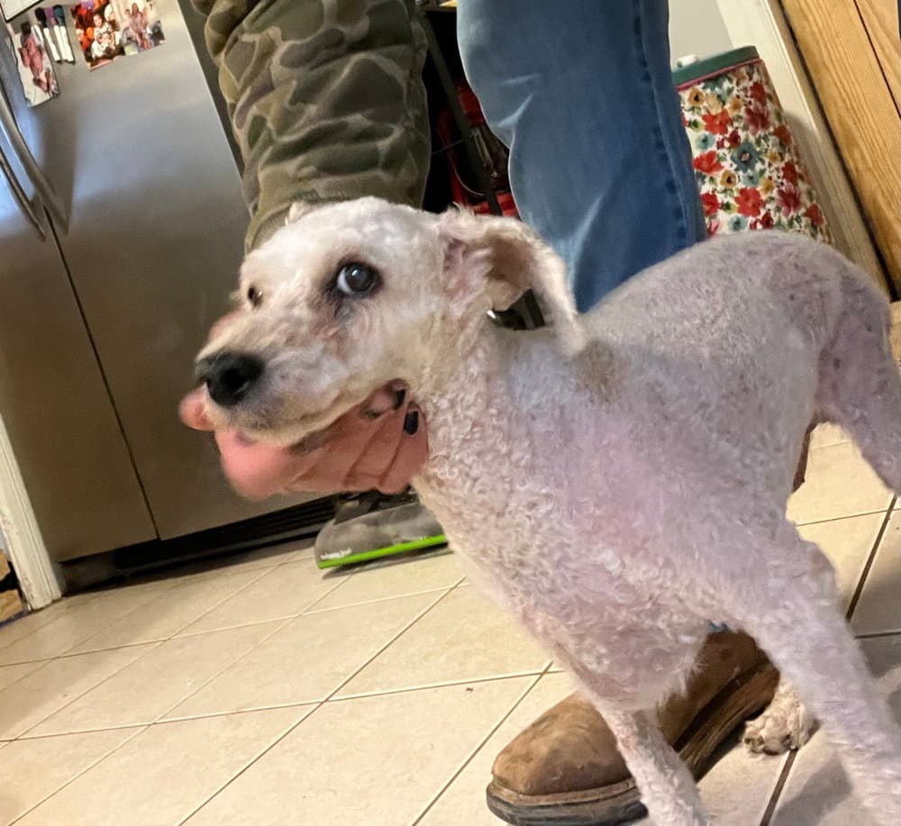 Isabell - Poodle (Miniature)