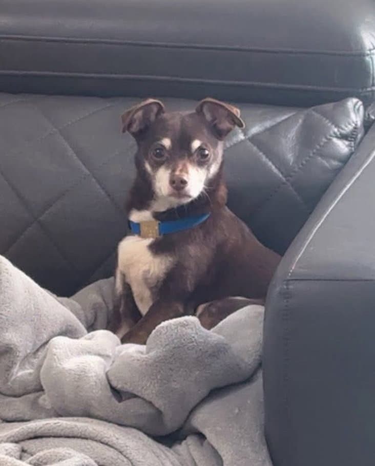 Jax - Chihuahua