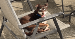 Jax image 2
