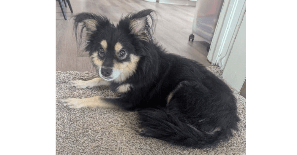 Luna Jinxy - Pomeranian