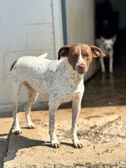 Lucy image 1