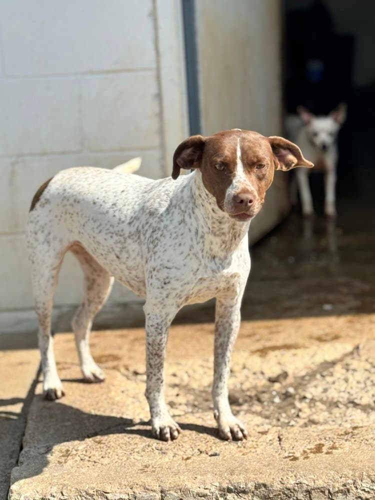 Lucy - Pointer