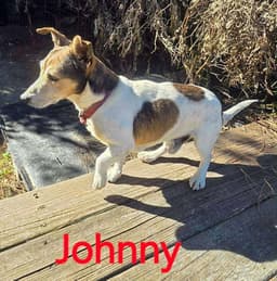 Johnny image 1