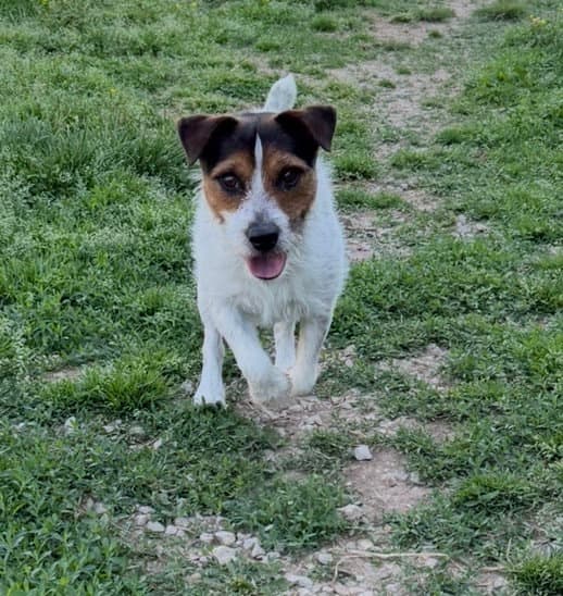 Milo - Parson Russell Terrier