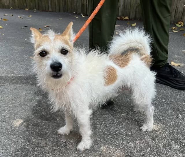 Monty Dd - Jack Russell Terrier