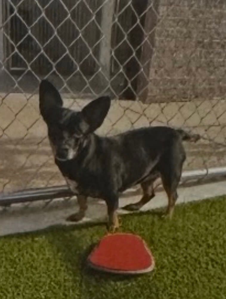 Coco Baby - Dachshund