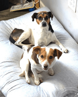 Charlie  Lucy image 1